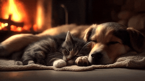 Tailtopiastore giphyupload GIF