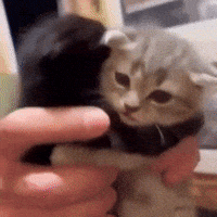 Cat Olga GIF