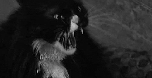 hissing black and white GIF