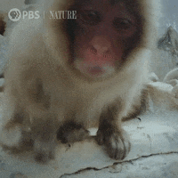 Pbs Nature Animales GIF by Nature on PBS