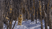 monkey GIF by Disneynature