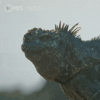 Pbs Nature Animales GIF by Nature on PBS