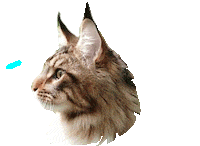 Cat Animation Sticker