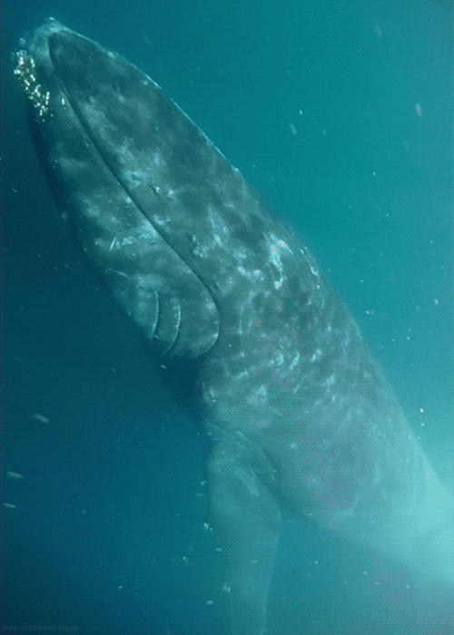 humpback whale GIF by Head Like an Orange
