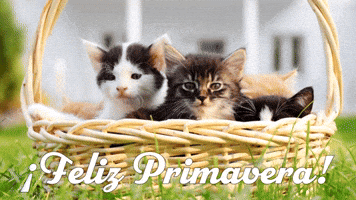 ยกFeliz Primavera!
