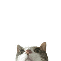 Cat Kitty Sticker