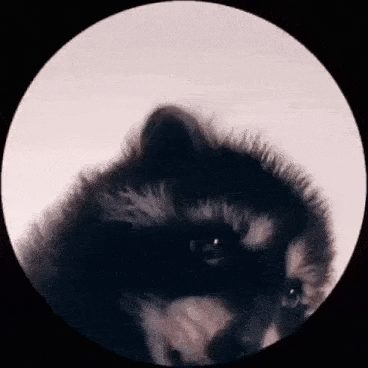rafardrgz  GIF