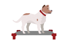 Dexter Dog Training Sticker by Red Beard