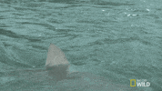 sharks GIF by Nat Geo Wild 