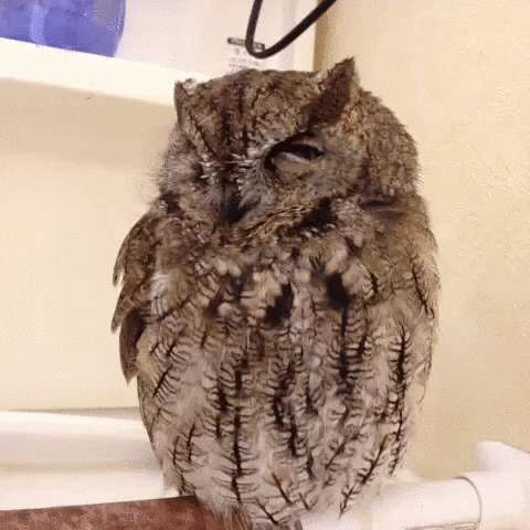 owl shoulder GIF