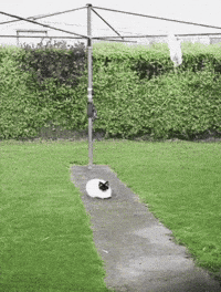 Feinfein2014 GIF
