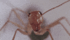 phase iv ants GIF