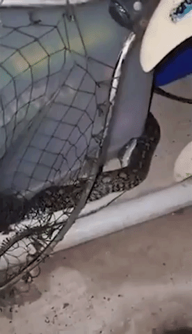 Snake Catcher Rescues Injured Carpet Python