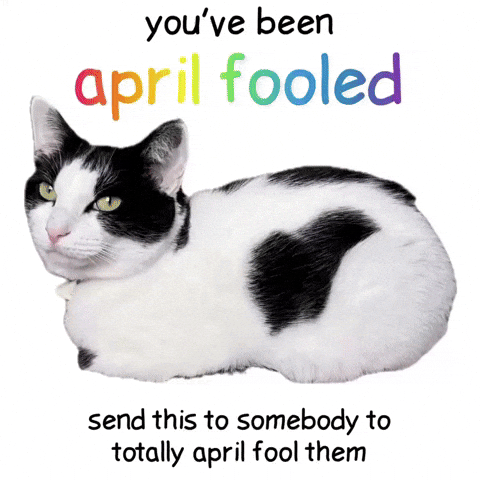 April Fools Cat GIF