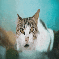 Art Animation GIF by makio135