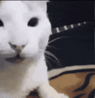 thegoldensnowflake cat car laugh cats GIF