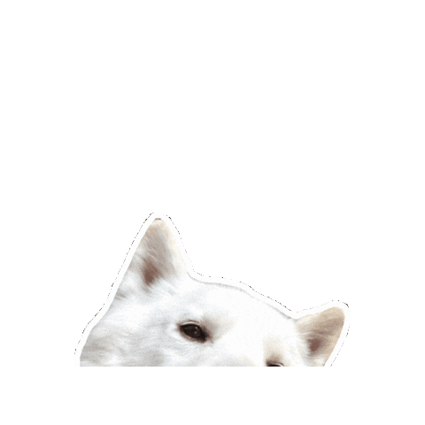 Dog Hello Sticker