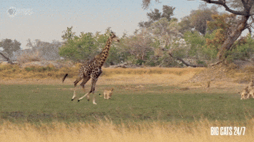 Season 2 Running GIF by PBS