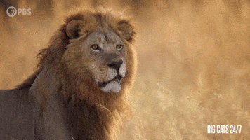 Say What Season 2 GIF by PBS