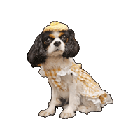 Cavalierkingcharlesspaniel Sticker