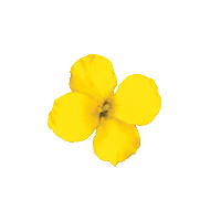 proteinol saludable canola vitalidad canolavita Sticker
