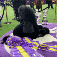 Westminster Dog Show GIF by Westminster Kennel Club