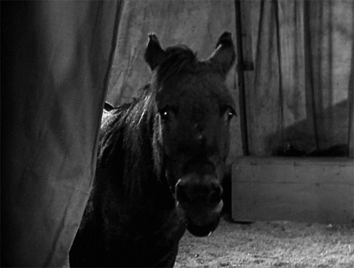 charlie chaplin donkey GIF by Maudit