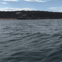 Thresher Shark's Got Hops!