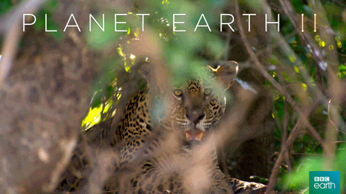 planet earth 2 cat GIF by BBC Earth
