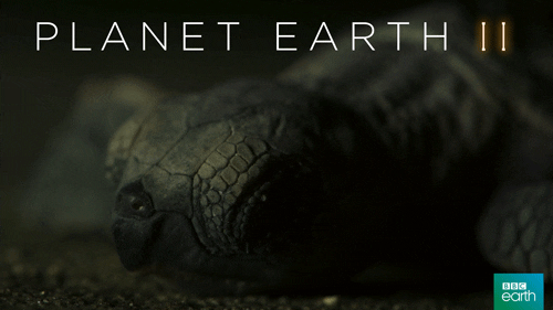 sad planet earth 2 GIF by BBC Earth