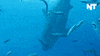 great white shark news GIF by NowThis 