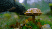 photography rain GIF by Living Stills