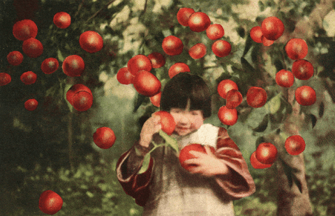 Apples Apple Picking GIF by GIF IT UP