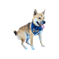 Shiba Inu Tot Sticker by Geekster Pets