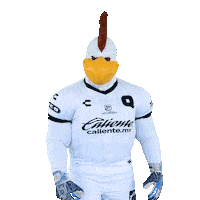 Gallos Blancos Hello Sticker by Club Querétaro