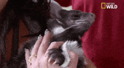 nat geo wild pets GIF by Dr. K's Exotic Animal ER