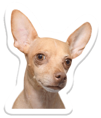 dogs chihuahua Sticker by Pets Add Life