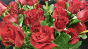 Sant Jordi Rosa GIF by betevé