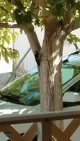 'Ow!' California Birdwatcher Endures Woodpecker Close Encounter for Strangely Long Time