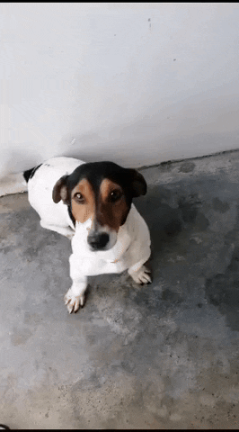 SPCA giphyupload GIF
