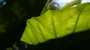 estufa fria plants GIF by For 91 Days