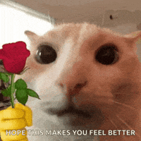 nathanyearout happy cat roses make you feel better GIF