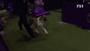 Westminster Dog Show Boxer GIF by Westminster Kennel Club