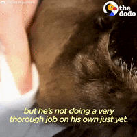 sea otters GIF by The Dodo