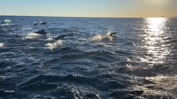 'Megapod' of Dolphins Stampede Off Coast of Newport Beach