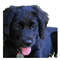 Dogs Puppy Sticker