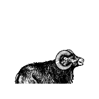 Craft Beer Sticker by Pivovar Muflon