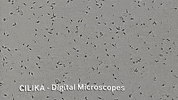 medprime microscope microscopy digital microscope medprime GIF