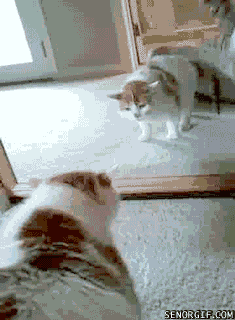 cat mirrors GIF by Cheezburger