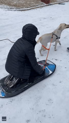 Family Dog Pulls Child on Sled After Winter Storm in North Texas